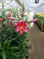 [5173 Sensi No02.JPG]